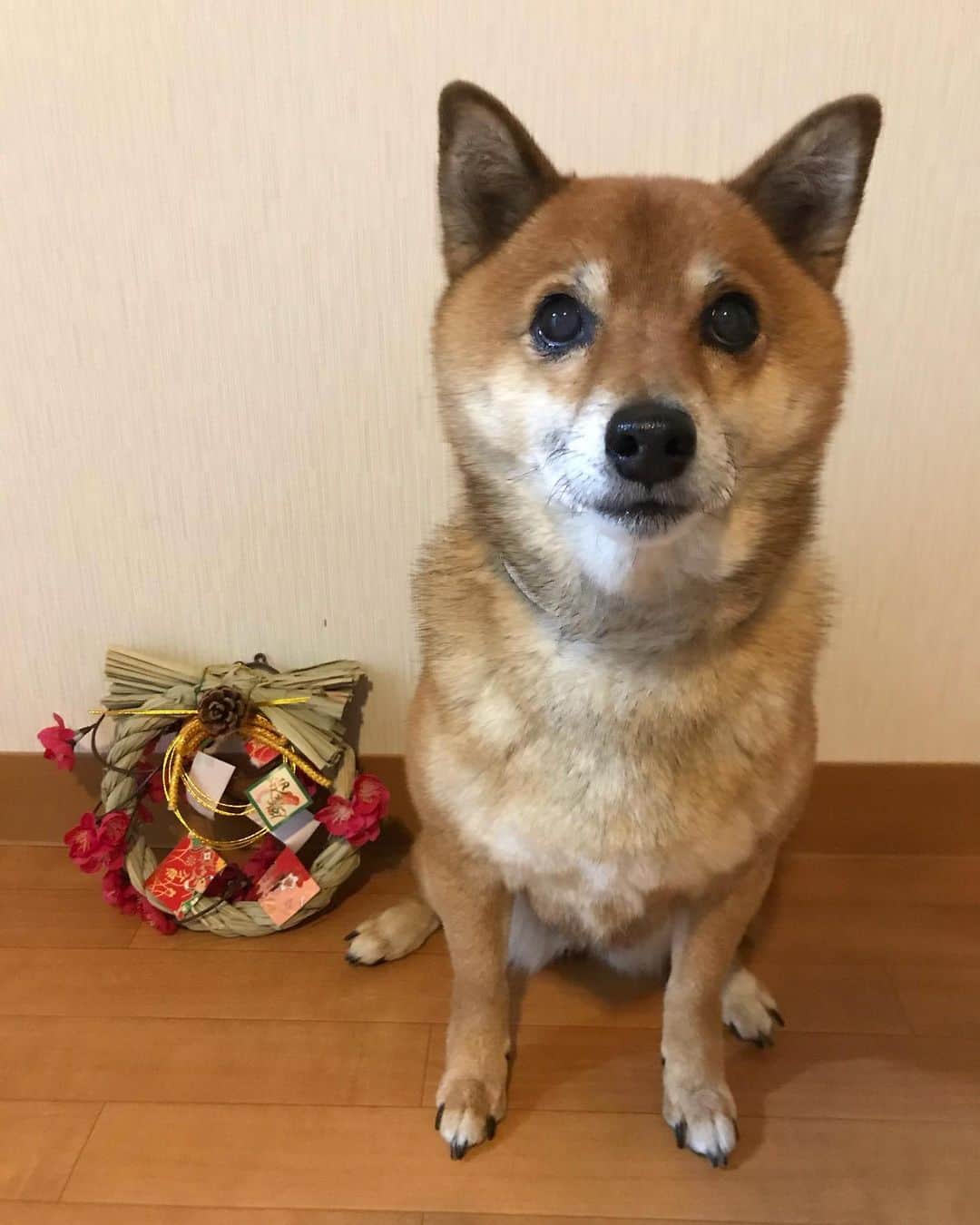 柴犬はなこ Shibainu Hanakoさんのインスタグラム写真 - (柴犬はなこ Shibainu HanakoInstagram)「Happy new year 2021✨🎍🌅✨ 今年もどうぞ宜しくお願い致します #shiba #dog #shibainu #犬 #柴犬」1月2日 12時28分 - kiki_beee
