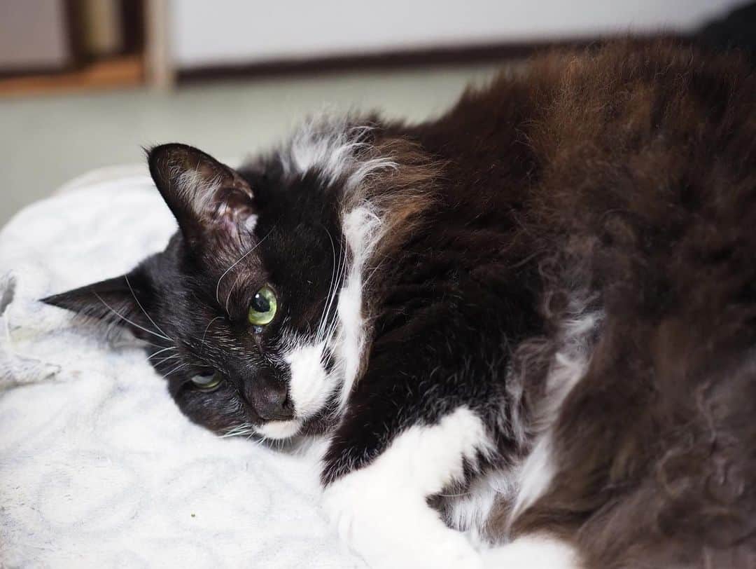 今井安紀さんのインスタグラム写真 - (今井安紀Instagram)「At my mom’s home. Moco looks cool, but he is still pampered cat. 実家にて。Mocoは相変わらずクールなイケメン顔なのにでろんでろんの甘えん坊。 そして上向くと牙が出てる。猫ってこんなに牙出てたっけ？  Camera: Olympus PEN E-PL9  #cat #catstagram #momshouse #olympuspen #latergram #moco #racooncat #猫 #ねこ #ねこすたぐらむ #時差スタグラム #実家 #たぬきねこ #オリンパスペン #om写真投稿」1月2日 22時21分 - i_am_akinyan0826
