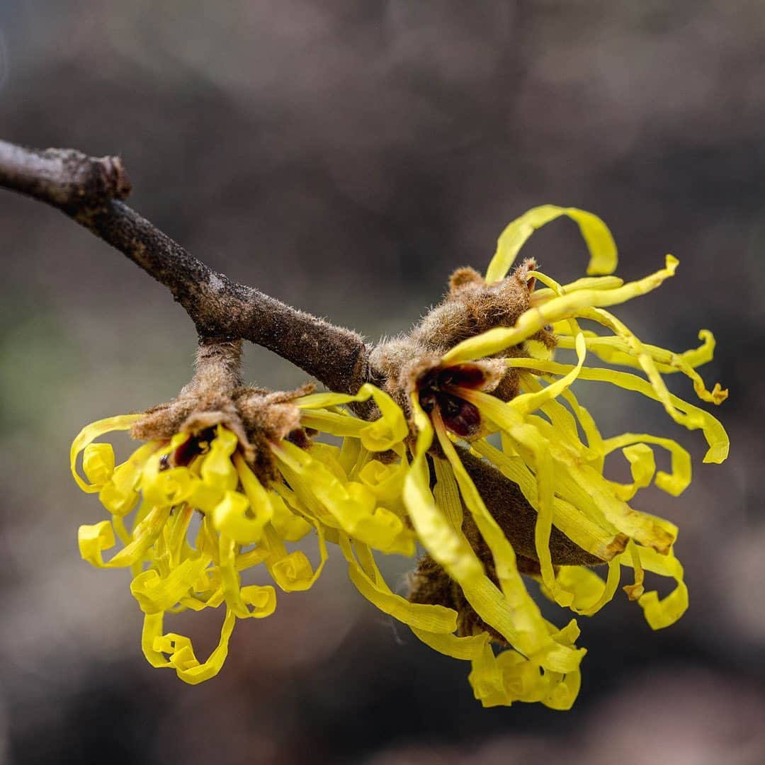 ニューヨーク植物園のインスタグラム：「Spend some time outdoors during this first weekend of 2021! Explore our winter landscape and look for pops of color like these Chinese witch hazel, Hamamelis mollis 'Wisely Supreme', in the Azalea Garden.」