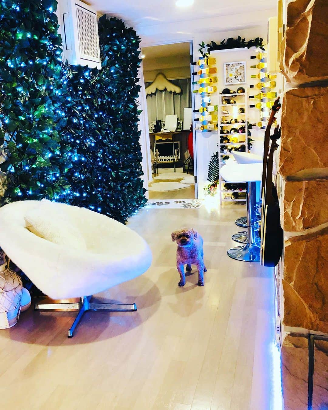 マイケル富岡のインスタグラム：「あの…お散歩…まだですか…モコがちょいちょい確認にくる♡  #そろそろお散歩 #溺愛 #家族 #息子 #ベイビー #フワフワ #モコモコ #フワモコ #マイケル富岡 #俳優 #タレント #ハーフ #愛犬家 #愛犬 #wannagoforawalk #fluffy #actor #actorslife #shooting #mybaby #mylove #family #love #youaremyeverything #generalamericanhome #home #自宅 #秘密基地 #カフェ #ワインセラー」