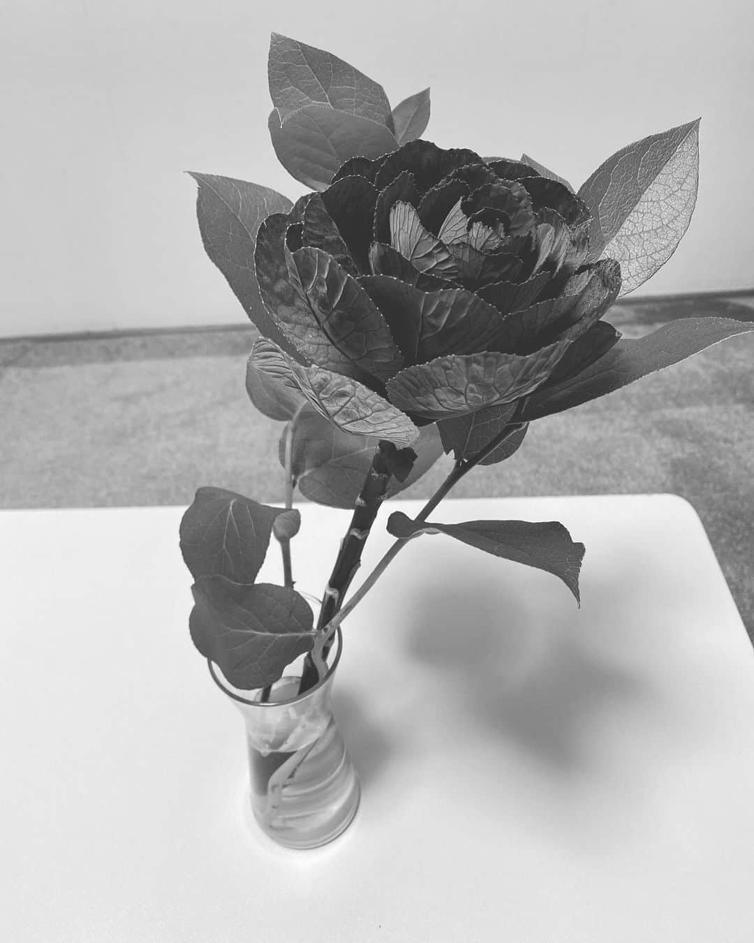 村川翔一さんのインスタグラム写真 - (村川翔一Instagram)「打ち合わせでした。  植物というお年玉いただきました！ 嬉しいです(^^) #お年玉 #植物  #葉牡丹 #祝福  #レモンリーフ #無邪気」1月2日 22時37分 - shoichi.m.official
