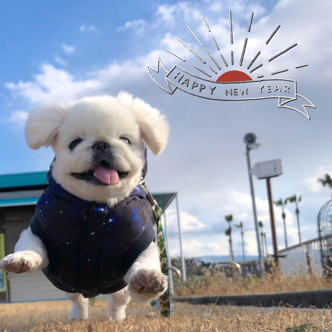 こなつのインスタグラム：「🎍あけましておめでとうございます🎍﻿ 今年もよろしくお願いします🐮🌸 みなさまにとって﻿ ♡ハッピーにーず♡な﻿ １年になりますように🌈✨﻿  こなつ🐶🐾﻿」