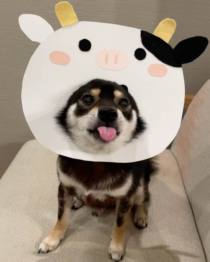 まめ丸のインスタグラム：「* * 今年はうしさん🐮の年なんだって🐶💓 高速ペロペロ👅のうしさん🐶🐮❣️ * 顔ハメのあとのおやつタイムの動画を LINEのタイムラインにのせたよ🐶💓 →  https://lin.ee/gWZ6JBE （ストーリーからもいけるよ） おやつタイムはすっごくニコニコのぼく… * I'm  cow🐶🐮💓 （New video is up❣️Go watch my LINE channel and Please add me as a LINE friend🐶❣️） * #ペロペロ何回かな #7回かな8回かな #はめ丸　シリーズ * #柴犬#豆柴#柴#黒柴#犬#shiba#shibainu#shibastagram#shibadog#shibe#puppy#instadog#dogstagram#dog#pet#petstagram#adorable#kawaii#cute#cutedog#worldofcutepets#dailyfluff#weeklyfluff#happynewyear#LINE#LINE公式アカウント#line公式アカウントはじめました」