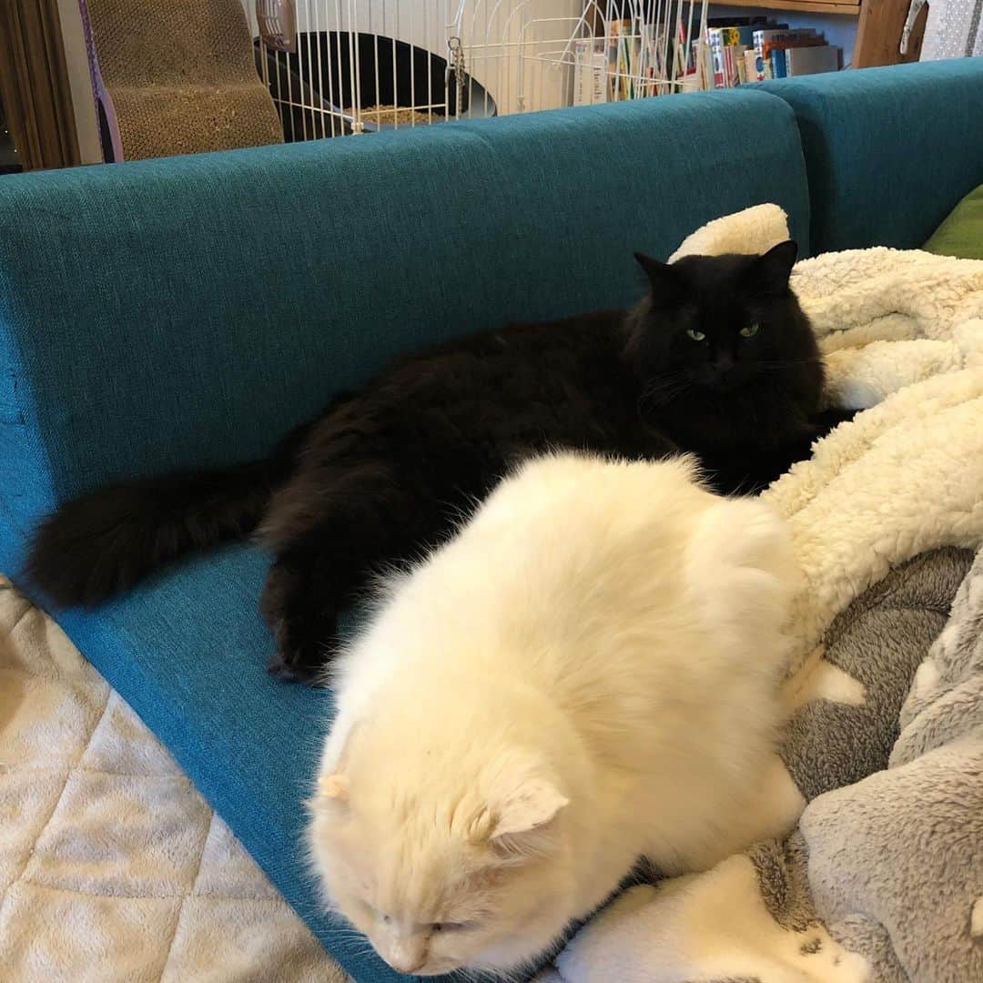 おーせさんのインスタグラム写真 - (おーせInstagram)「ふわちゃんとぶたくんのお気に入りポイント！！！ エアコンのあったかいのが1番当たるとこ笑笑  ここほんと最高♡  #長毛猫⠀ #譲渡会 #保護犬 #出会いは譲渡会 #愛犬 #多頭飼い #黒猫 #にゃんすたぐらむ #cat #catstgram #Blackcat #猫 #猫のいる生活 #猫好きさんと繋がりたい #森家のどうぶつ園⠀ ⠀ #白猫#長毛猫#譲渡猫#オッドアイ#ツンデレ#多頭飼い#whitecat#oddeyescat#longhaircat#猫好き#猫#おファルにゃん#」1月2日 23時15分 - oosedon