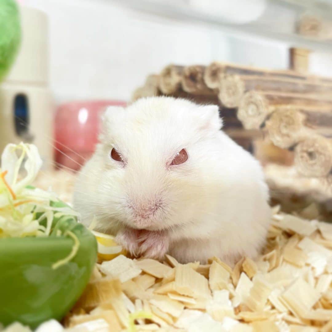 hamster_mocoさんのインスタグラム写真 - (hamster_mocoInstagram)「(・u ・)ŧ‹”ŧ‹”💕 ･ ただ食べてるだけなのに全てが可愛いキミちゃん😂お目目すわってるところもお餅みたいなシルエットも全部好き🥰🐹 ･ キミちゃんあと2週間程で2歳だよ✨ 沢山食べて一緒にお誕生日のお祝いしようね☺️🎉🐹 2021.1.2 ･  #ハムスターキミ#アルビノ#ハムスター#ジャンガリアンハムスター#ジャンガリアン#ジャンガリアンプディング#プディングジャンガリアン#イエロージャンガリアン#ふわもこ部 #モフモフ#ペット#ハムスタグラム #hamster#djungarian#hamstagram#hammy#happy_pets#PET_OF_OUR_WORLD#igersjp#ig_japan#instapet#weeklyfluff#kawaii#cute#仓鼠#정글리안#햄스터#9gag」1月2日 23時24分 - asahi.fl