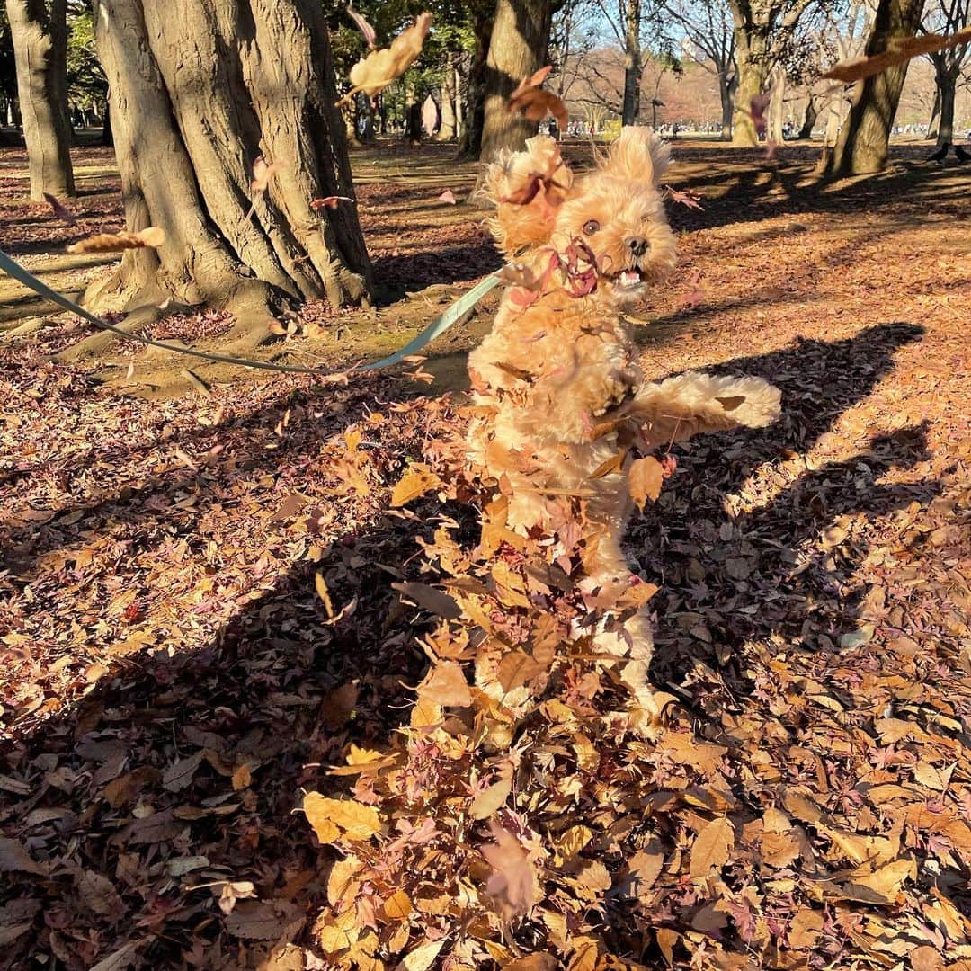 児嶋一哉のインスタグラム：「あけましておめでとうございます🎍 落ち葉と戯れてます🐶」