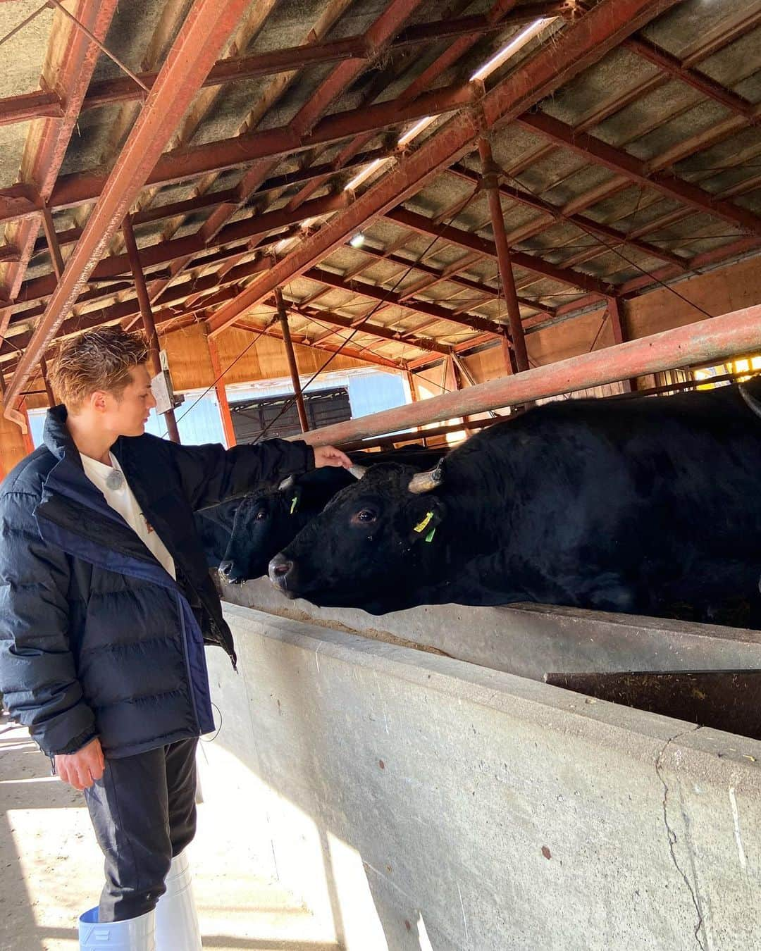 SHOKICHIさんのインスタグラム写真 - (SHOKICHIInstagram)「今年は丑年🐂 SHOKICHIは年男です✨✨✨ より愛と感謝の想いを持って和牛に向き合っていきたいと思います🙏🙏 今年は番組男旅を通じて色々と最高なものをお届けできると思いますので知床牛チェックして頂きたいと思います✨✨✨ @exile_otokotabi @ryouta_ohashi  #知床牛 #大橋牧場」1月2日 14時44分 - exxxile_shokichi