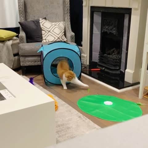 Nana _The Scottish Foldのインスタグラム：「Those steps tho🤔😂 저런 스텝은 어느 댄스 아카데미에서 배우냐옹 . .  .  #고양이 #猫 #ねこ #スコ #cat #cats #catstagram #catsofinstagram #instagramcats #instacat #bestmeow #catoftheday #catsofworld #catsloversworld #catsofday #냥스타그램 #냥이 #caturday #gatos #cats_of_instagram #ilovemycat #catselfie #kittensofinstagram #kittens #catsdaily #kucing #스코티쉬폴드」