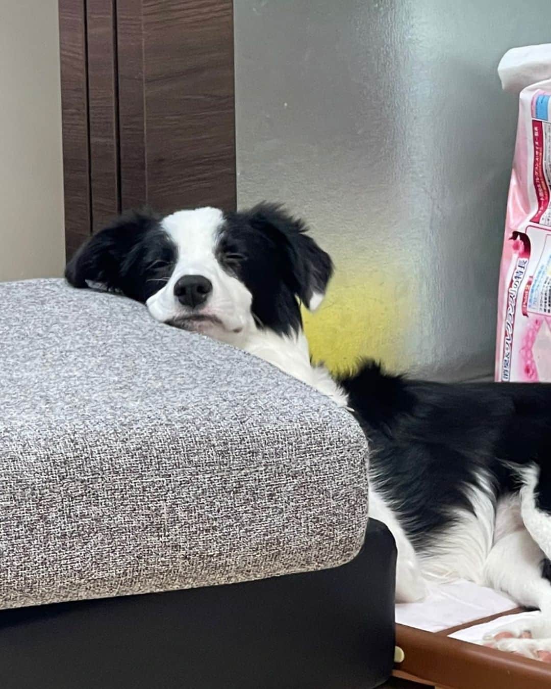 環奈（長沢菜々香の飼い犬）のインスタグラム：「トイレの上で寝ちゃった」