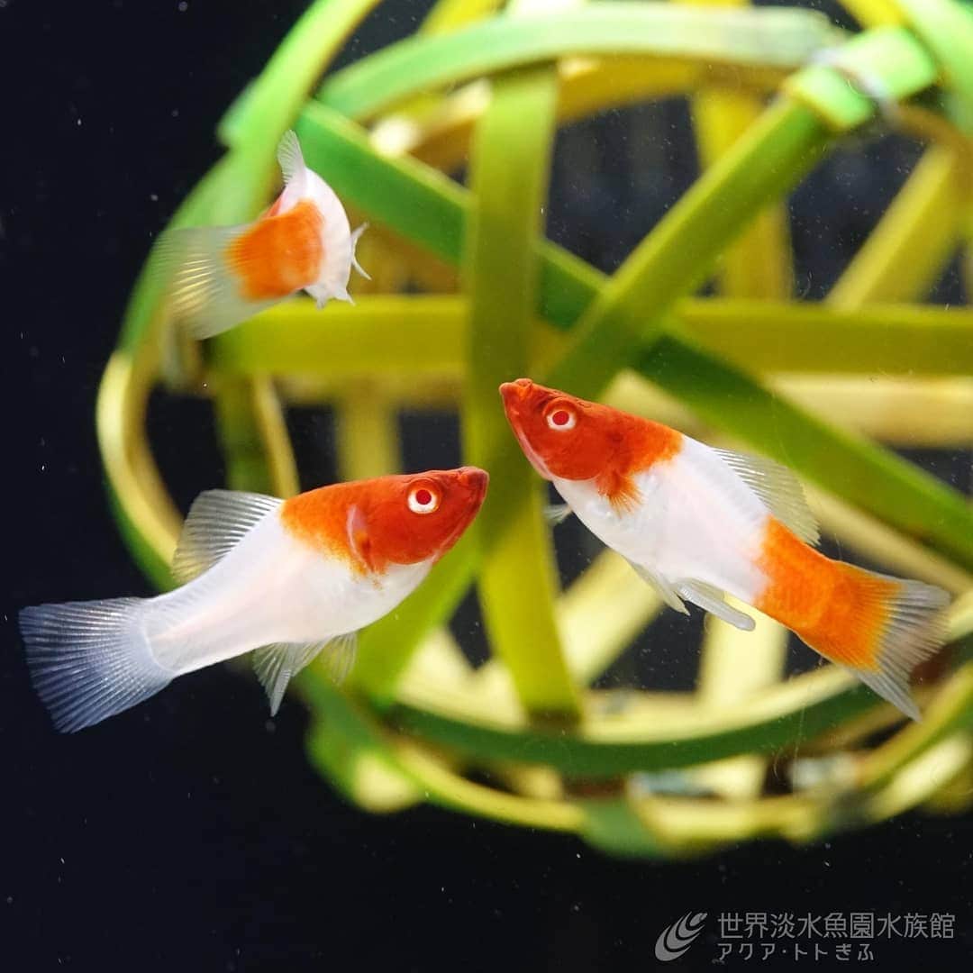 世界淡水魚園水族館 アクア・トト ぎふのインスタグラム：「水族館の入口ゲートを入ってすぐにあるのは、お正月特別水槽「紅白でお祝い！開運”丑”モツゴ」。  干支にちなんだウシモツゴや、紅白模様の生き物たちを展示しています。気を抜けないお正月ですが、気持ちだけは晴れやかに♪  #アクアトト #アクアトトぎふ #アクアトト岐阜#aquariuｍ#お正月」