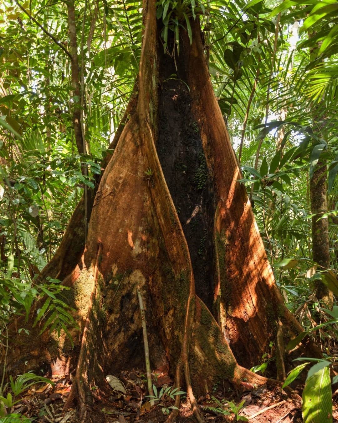 National Geographic Travelさんのインスタグラム写真 - (National Geographic TravelInstagram)「Photo by @juancristobalcobo / A tree in the jungle in Carrizalito, Nuquí, Colombia, one of the most biodiverse regions on the planet. #jungle #nuqui #colombia」1月2日 16時40分 - natgeotravel