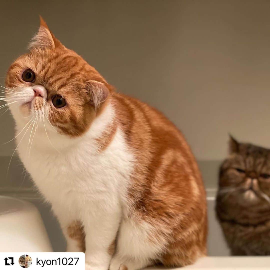 【公式】いぬのきもち・ねこのきもちのインスタグラム：「#Repost @kyon1027 さんのりゅう君とげん君。  りゅう君を撮ろうとしたら…  常に主役になりたがるげん君。 こうなること、 分かっていたみたいだね。 りゅう君の表情😅  ハッシュタグ #いぬのきもち #ねこのきもち に投稿いただいた可愛い写真をご紹介しています！ 「いぬのきもちWEB　MAGAZINE」、「ねこのきもちWEB MAGAZINE」でもご紹介させていただくことも！  -------------------  .  #ねこ #猫  #ねこすたぐらむ #ねこのきもち #ねこ好き #ねこと暮らす #ねこ好きさんと繋がりたい #猫好きな人と繋がりたい #猫がいる生活 #猫と暮らす#猫好き #cat #catstagram #catsofinstagram #cats_of_instagram  #exoticshortair #エキゾチックショートヘアー」