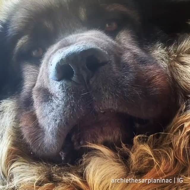 のインスタグラム：「J O W L S - Want to get featured like him? Join “The Barked Club” on FACEBOOK and post something now! 👉 barked.com - 📹 @archiethesarplaninac - #TheBarkedClub #barked #dog #doggo #Sarplaninac」