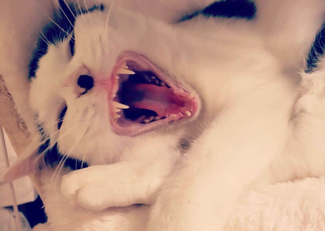 山口治樹さんのインスタグラム写真 - (山口治樹Instagram)「猫ってたまらん😍  #cat #gato #猫 #ネコ #ねこ #ねこすたぐらむ」1月2日 17時07分 - delpieroyh