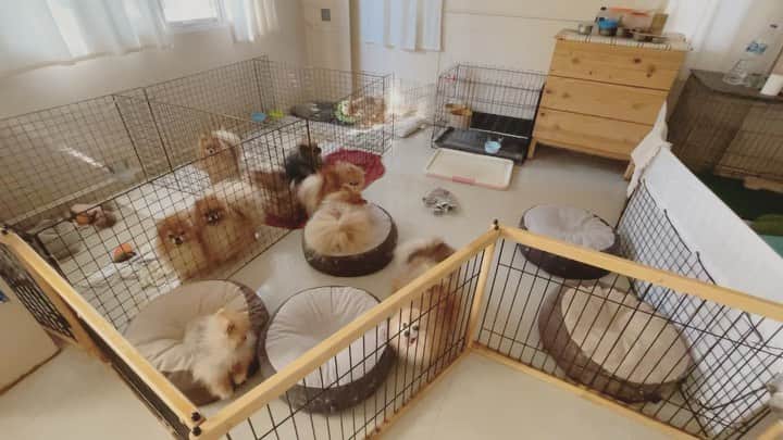 r_oseのインスタグラム：「It’s playtime🐨🐹🐰🐻🦊🦁🐻‍❄️〰️」