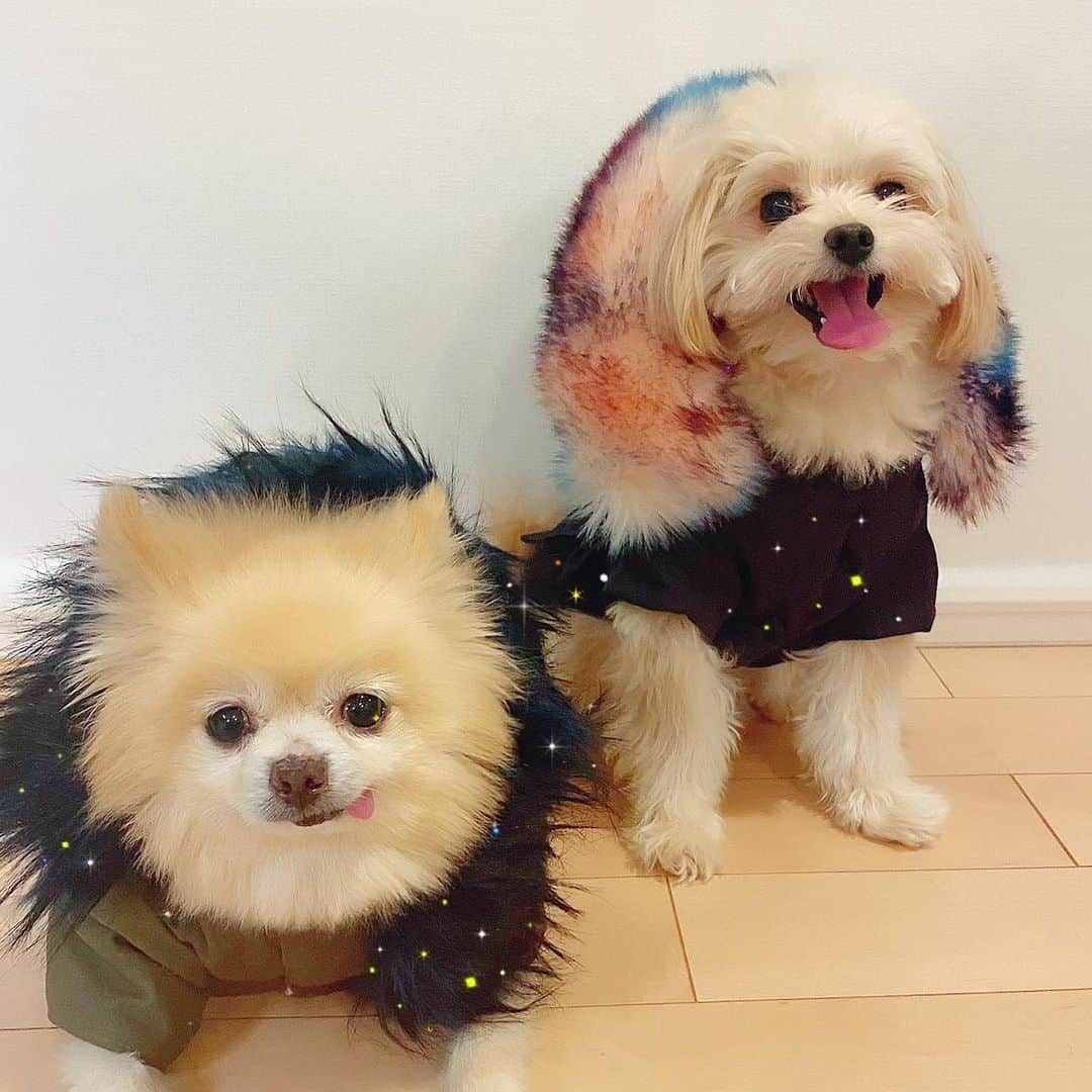 サキ吉さんのインスタグラム写真 - (サキ吉Instagram)「新しいダウンでご機嫌な夢ツナ🐶🐶💞 寒い日のお出かけも楽しくなるね❤️ @l_xshopx でGETしました👌 ． #ドッグウェア #dogwear  #ポメラニアン #ポメマルプー #犬のいる暮らし  #犬のいる生活  #親子コーデ」1月2日 17時29分 - sakikichi1201