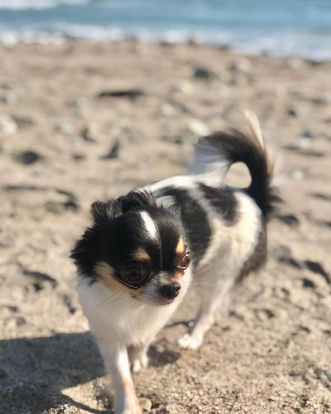 倉園由菜のインスタグラム：「🐶」