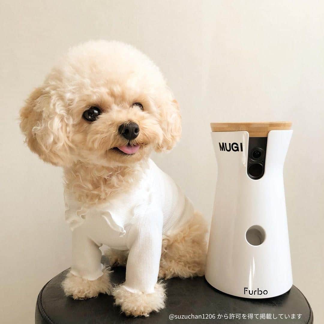 Furbo ドッグカメラさんのインスタグラム写真 - (Furbo ドッグカメラInstagram)「ファーボ初売りセール開催中🎍✨⁠ ⁠ 2021年も多くのわんちゃん🐶に安心・安全なお留守番をプレゼントすべく、初売りセールを開催しております！🎉⁠ ⁠ 今年からは、愛犬といつでも一緒💛を実現させませんか？😌⁠ ⁠ * * *⁠ ⁠ ティーカッププードルのムギちゃんファミリーでは、日頃のお留守番の確認から、おやつタイム、またムギちゃんの手術後の経過観察まで、幅広くファーボを活用いただいているようです🙇🏻‍♀️⁠ ⁠ ムギちゃんを含む多くのわんちゃんたちが、健康に楽しく過ごせるよう、今年もわんちゃんたちのお留守番をファーボは見守っていきます🐶💛⁠ ⁠ 📸: @suzuchan1206 ⁠ ⁠ ⁠ #ファーボ⁠ #Furbo⁠ #ドッグカメラ⁠ #ティーカッププードル⁠ #プードル⁠ #犬のいる暮らし⁠ #犬好きな人と繋がりたい ⁠ #犬好きさんと繋がりたい⁠ #犬バカ部 ⁠ #いぬ部 ⁠ #ふわもこ部 ⁠ #癒しわんこ」1月2日 18時01分 - furbo_japan