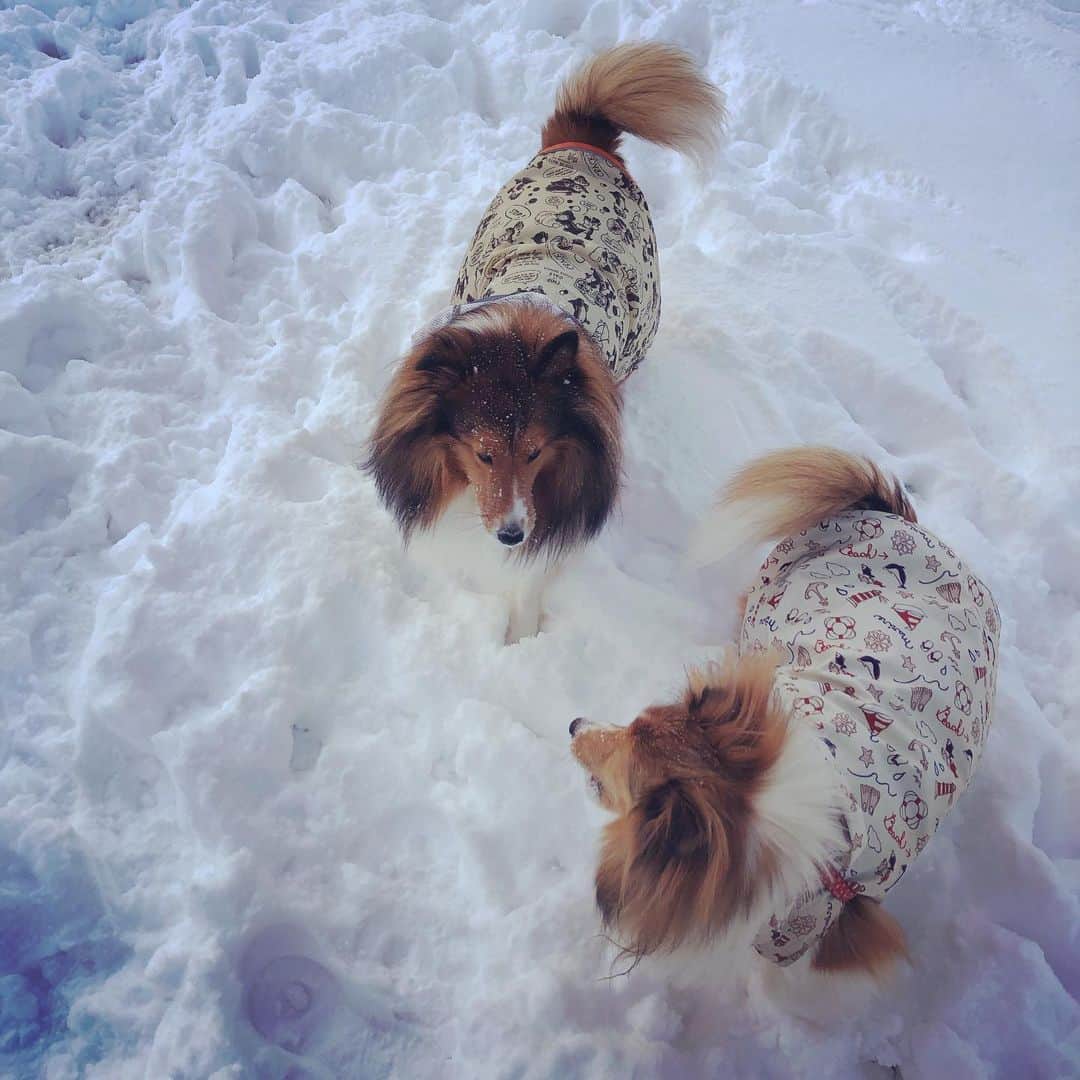 葛巻舞香さんのインスタグラム写真 - (葛巻舞香Instagram)「ぴょこん、ぴょこん。 もふもふが、もふもふの中で、もふもふしてる。  寒いより、楽しいらしい。 雪が積もって、嬉しいらしい。  どんな事も捉え方次第なのね。  #シェットランドシープドッグ #シェルティー #雪と犬 #雪と犬遊び #東北の犬 #相手にされないゆきちゃん #めげないゆきちゃん #マイペースなくーちゃん #長靴が好きなくーちゃん」1月2日 18時01分 - maika.kzm