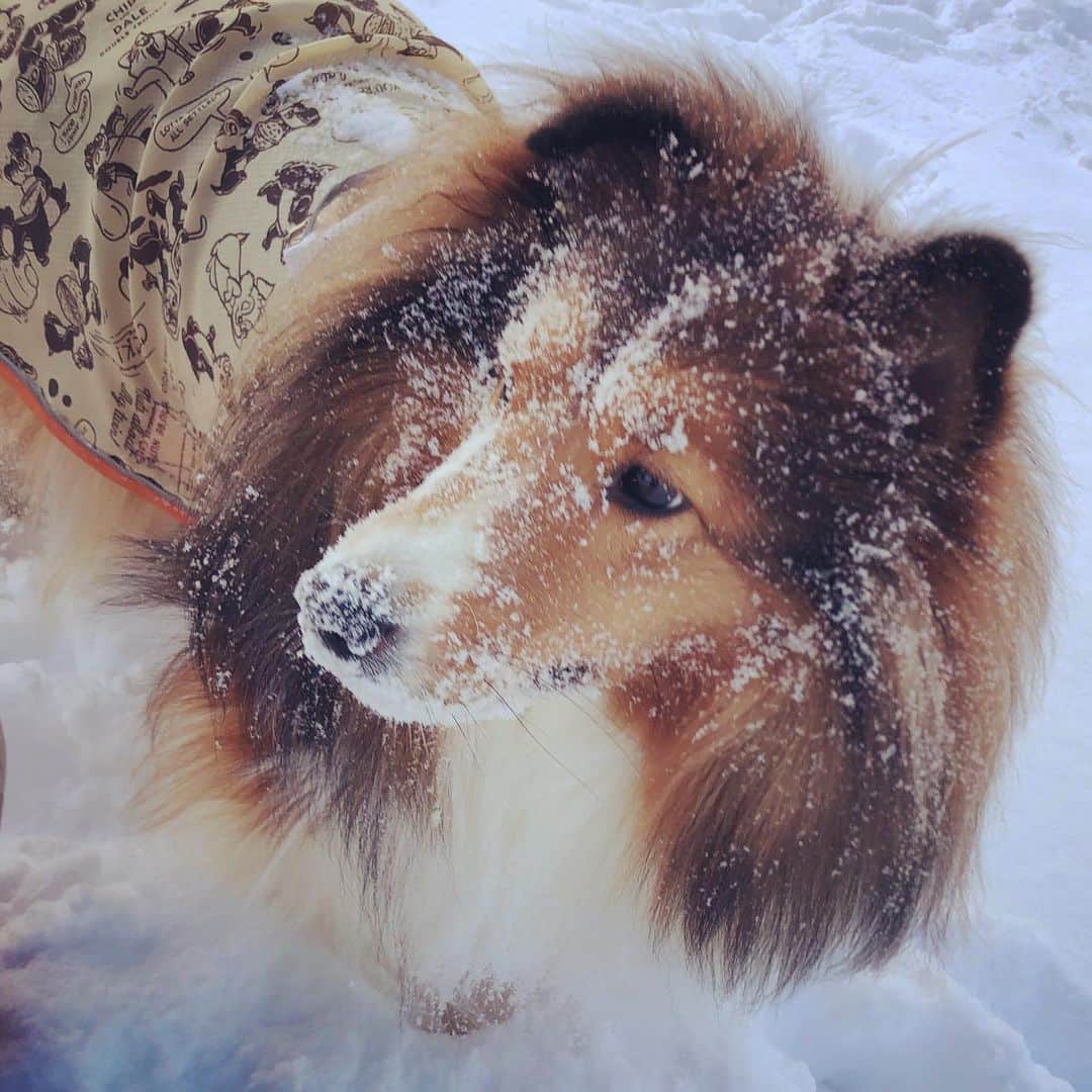 葛巻舞香さんのインスタグラム写真 - (葛巻舞香Instagram)「ぴょこん、ぴょこん。 もふもふが、もふもふの中で、もふもふしてる。  寒いより、楽しいらしい。 雪が積もって、嬉しいらしい。  どんな事も捉え方次第なのね。  #シェットランドシープドッグ #シェルティー #雪と犬 #雪と犬遊び #東北の犬 #相手にされないゆきちゃん #めげないゆきちゃん #マイペースなくーちゃん #長靴が好きなくーちゃん」1月2日 18時01分 - maika.kzm