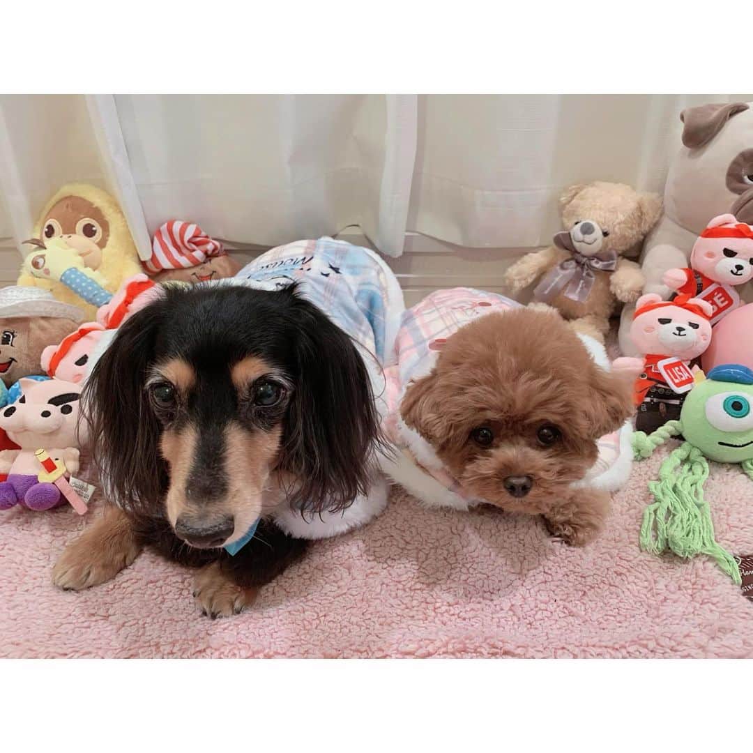 のインスタグラム：「2021🐮💙﻿ みなさん今年も宜しくお願いします🍑﻿ 年明け早々愛犬のるーちゃんが﻿ 体調を壊してしまって少し大変な1日でしたが😢(今はもう落ち着いてます！！)﻿ 改め今年も、皆が元気で健康でいて欲しいと 心から強く思いました。﻿ 皆それぞれ色々な事があると思うけど﻿ とにかくいっぱい笑っていっぱい楽しもうっ😋💕」