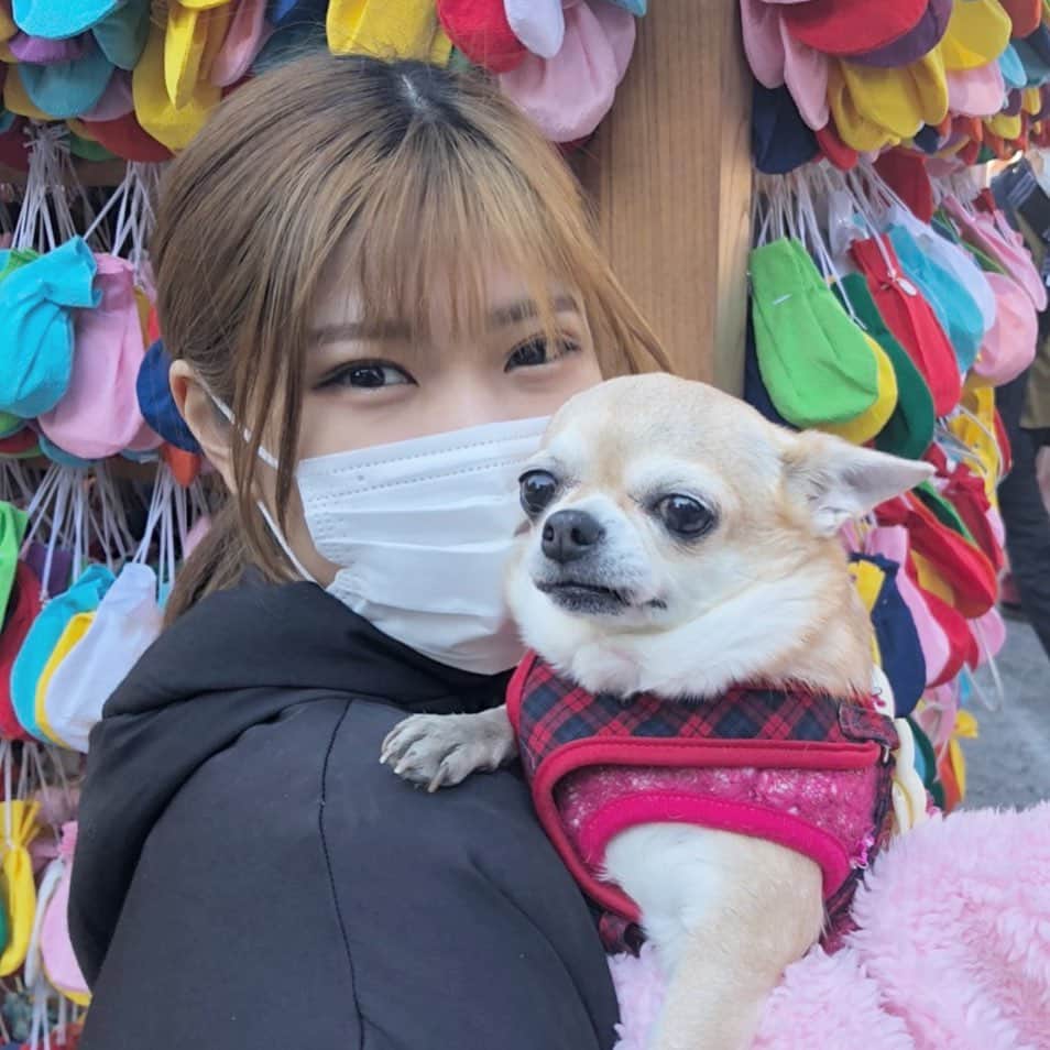 脇田璃奈のインスタグラム：「一緒に初詣行ったらアイドルと化した小麦ちゃん🎍 色んな人に可愛いって言ってもらえてよかったね小麦ちゃん😌 . . . #初詣 #スムースチワワ #犬服」