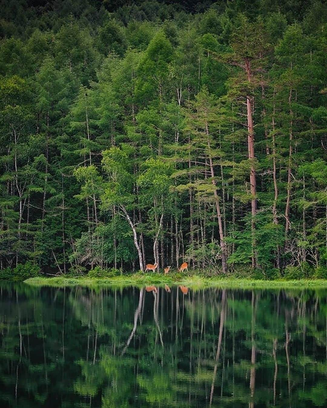 Discover Earthさんのインスタグラム写真 - (Discover EarthInstagram)「Which picture is your favourite?  "1, Nagano : It was one of hardest shoot I've ever done. I'm glad I didn't give up until I took this picture. 2, Kyoto : Beautiful carp and autumn leaves. I've always wanted to take pictures like these. 3, Nagano : With the help of Ms. Matsushita, who is handing down the good old days of Japanese life style, Thank you for your support! 4, Nara :There was one deer, so I brought it in. She was the best model, I was able to take some good pictures with you lady. 5, Izumo : The weather was very bad like storm, but I was able to take some moody pictures. 6, Nagano : Luckily, I had a deer family in my photo. But My friend @yuma1983 couldn't take pictures of the deer because he was smoking and they were leaving😂 7, Hokaido : The modern and very cool Big Buddha, designed by Tadao Ando. 8, Mt. Fuji : I wasn't able to reserve a window seat, but by chance there happened to be one available and I was able to take this picture! Super lucky! 9, Kyoto : I wanted to have a model for this scene, so I asked @nachan.b , who happened to be there. The rain had just stopped and I was able to take some good pictures. 10, Ishigaki Island : Beautiful morning glow captured by my friend @mitsuru_wakabayashi 's drone."  🇯🇵 #discoverjapan with @tokio_kid  . . . . #tokyo  #日本  #japanese  #manga  #kyoto  #osaka  #東京  #ig_japan  #写真好きな人と繋がりたい  #otaku  #igersjp  #instagramjapan  #ファインダー越しの私の世界  #team_jp_  #写真撮ってる人と繋がりたい  #일본  #tokyocameraclub  #lovers_nippon  #jdm  #夏  #icu_japan  #写真  #空  #東京カメラ部  #japanesefood  #京都  #wu_japan」1月3日 0時00分 - discoverearth