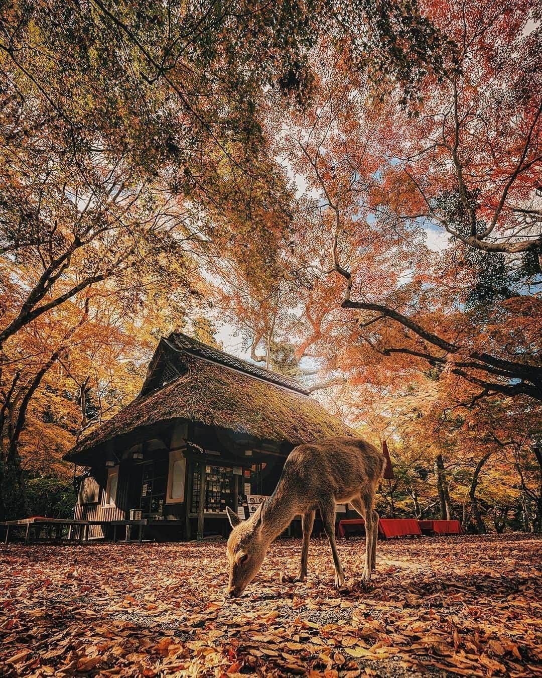 Discover Earthさんのインスタグラム写真 - (Discover EarthInstagram)「Which picture is your favourite?  "1, Nagano : It was one of hardest shoot I've ever done. I'm glad I didn't give up until I took this picture. 2, Kyoto : Beautiful carp and autumn leaves. I've always wanted to take pictures like these. 3, Nagano : With the help of Ms. Matsushita, who is handing down the good old days of Japanese life style, Thank you for your support! 4, Nara :There was one deer, so I brought it in. She was the best model, I was able to take some good pictures with you lady. 5, Izumo : The weather was very bad like storm, but I was able to take some moody pictures. 6, Nagano : Luckily, I had a deer family in my photo. But My friend @yuma1983 couldn't take pictures of the deer because he was smoking and they were leaving😂 7, Hokaido : The modern and very cool Big Buddha, designed by Tadao Ando. 8, Mt. Fuji : I wasn't able to reserve a window seat, but by chance there happened to be one available and I was able to take this picture! Super lucky! 9, Kyoto : I wanted to have a model for this scene, so I asked @nachan.b , who happened to be there. The rain had just stopped and I was able to take some good pictures. 10, Ishigaki Island : Beautiful morning glow captured by my friend @mitsuru_wakabayashi 's drone."  🇯🇵 #discoverjapan with @tokio_kid  . . . . #tokyo  #日本  #japanese  #manga  #kyoto  #osaka  #東京  #ig_japan  #写真好きな人と繋がりたい  #otaku  #igersjp  #instagramjapan  #ファインダー越しの私の世界  #team_jp_  #写真撮ってる人と繋がりたい  #일본  #tokyocameraclub  #lovers_nippon  #jdm  #夏  #icu_japan  #写真  #空  #東京カメラ部  #japanesefood  #京都  #wu_japan」1月3日 0時00分 - discoverearth