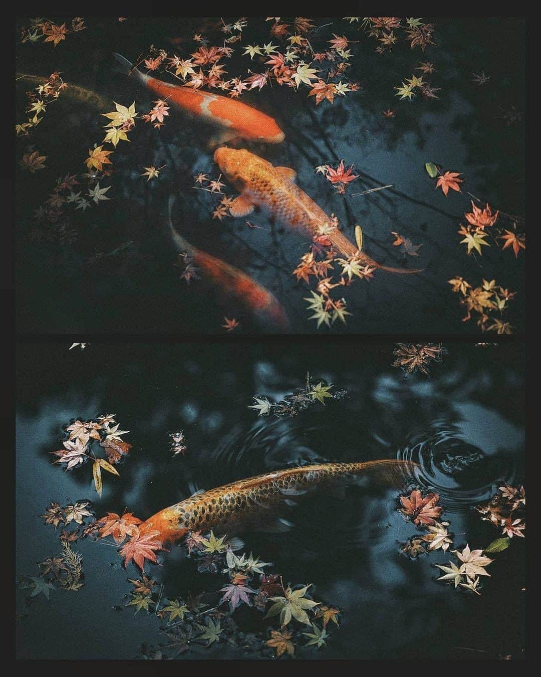 Discover Earthさんのインスタグラム写真 - (Discover EarthInstagram)「Which picture is your favourite?  "1, Nagano : It was one of hardest shoot I've ever done. I'm glad I didn't give up until I took this picture. 2, Kyoto : Beautiful carp and autumn leaves. I've always wanted to take pictures like these. 3, Nagano : With the help of Ms. Matsushita, who is handing down the good old days of Japanese life style, Thank you for your support! 4, Nara :There was one deer, so I brought it in. She was the best model, I was able to take some good pictures with you lady. 5, Izumo : The weather was very bad like storm, but I was able to take some moody pictures. 6, Nagano : Luckily, I had a deer family in my photo. But My friend @yuma1983 couldn't take pictures of the deer because he was smoking and they were leaving😂 7, Hokaido : The modern and very cool Big Buddha, designed by Tadao Ando. 8, Mt. Fuji : I wasn't able to reserve a window seat, but by chance there happened to be one available and I was able to take this picture! Super lucky! 9, Kyoto : I wanted to have a model for this scene, so I asked @nachan.b , who happened to be there. The rain had just stopped and I was able to take some good pictures. 10, Ishigaki Island : Beautiful morning glow captured by my friend @mitsuru_wakabayashi 's drone."  🇯🇵 #discoverjapan with @tokio_kid  . . . . #tokyo  #日本  #japanese  #manga  #kyoto  #osaka  #東京  #ig_japan  #写真好きな人と繋がりたい  #otaku  #igersjp  #instagramjapan  #ファインダー越しの私の世界  #team_jp_  #写真撮ってる人と繋がりたい  #일본  #tokyocameraclub  #lovers_nippon  #jdm  #夏  #icu_japan  #写真  #空  #東京カメラ部  #japanesefood  #京都  #wu_japan」1月3日 0時00分 - discoverearth