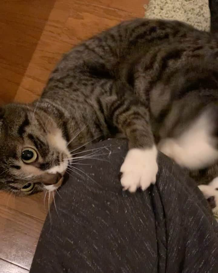 takegaeruのインスタグラム：「早くメシをよこすのにゃー‼️ #猫 #cat #よもねこ #よもぎねこ #キジトラ #きじとら」