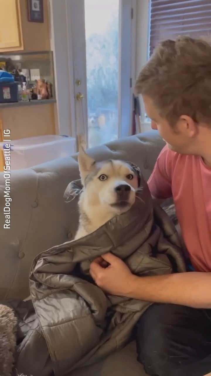 のインスタグラム：「“when u see your dad kissing another dog 🥺😒😠” 📹 @RealDogMomOfSeattle - Want to get featured like them? Join “The Barked Club” on FACEBOOK and post something now! 👉 barked.com - #TheBarkedClub #barked #dog #doggo #Husky #Corgi」