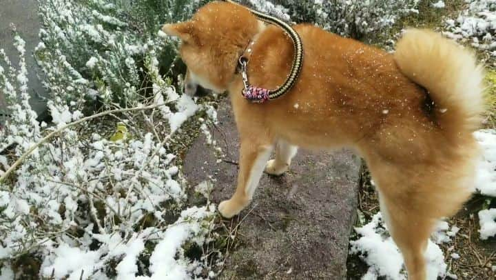 柴犬たま Shibainu Tamaのインスタグラム