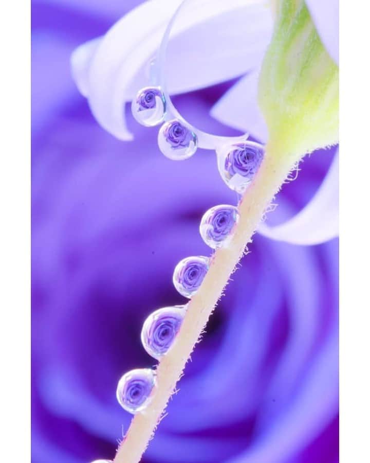 花の写真館のインスタグラム：「Photo by 佐藤 圭子.⠀ .⠀ Original Post[投稿いただいたURL]⠀ https://www.facebook.com/photo.php?fbid=1994836073993245⠀ .⠀ 本アカウントは、 #私の花の写真 をつけてInstagramに投稿された皆さまの花の写真や、「花の写真館」Facebookページで投稿された花の写真を紹介します。⠀ 「花の写真館」Facebookページは、「 @floral.photograph 」のプロフィールにあるURLからご覧ください。⠀ .⠀ ※各自、政府、自治体など公的機関の指示に従った行動をお願いします。⠀⠀ 東京カメラ部および分室では、写真を「見る楽しみ」を提供することを通して、微力ながら皆様にわずかな時間でも癒しをお届けしたいと思っております。⠀ ※本アカウントは東京カメラ部がFacebook、Instagramのサービスを利用して運営しているもので、Facebook社・Instagramとは一切関係ありません。⠀ .⠀ #花の写真館 #floralphotograph #floralphoto #flower #flowers⠀ Follow: @floral.photograph」