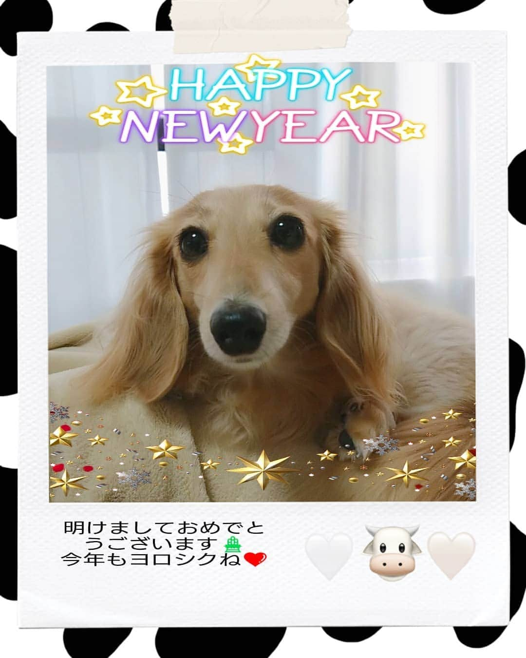 kazumiのインスタグラム：「. 🎍 明けましておめでとうございます 🎍 今年もよろしくお願いします 🐶🐶🙇🆕🌄 . 相変わらずルカくんは寝てばかりで写真撮らせてくれません…😅 . こんな感じですがよろしくお願いします💝 * * * #レア#レアちゃん#愛犬#癒し#可愛い#ダックス#ダックスフンド#ミニチュアダックス#ミニチュアダックスフンド#ルカくん元気です#もうすぐ18歳#写真嫌い#写真下手#ヤンチャ姫#レア日記 #dachshund#miniaturedachshund#dogstagram#dogofinstagram#dachshundsofinstagram#dachshundlove#instadog#todayswanko#cute#pretty#love」