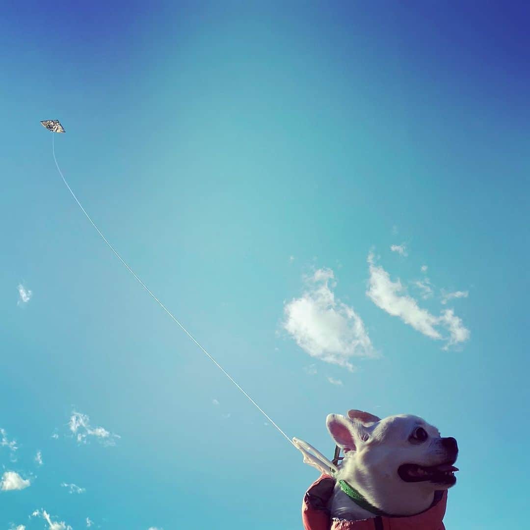 森本千絵さんのインスタグラム写真 - (森本千絵Instagram)「#凧揚げ  凧揚げ名犬ザブ」1月2日 19時38分 - chiemorimoto_goen
