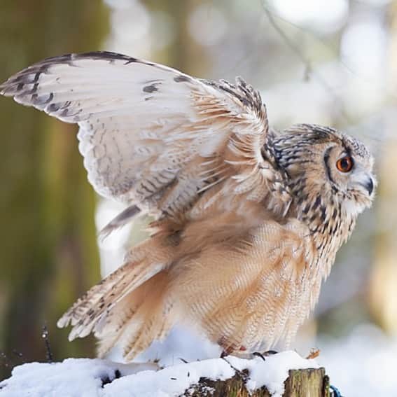 GEN3 Owlのインスタグラム：「YouTubeに新しい動画を投稿したので見てねー🦉ストーリーをスワイプアップすれば見れるよ👍 I posted a new video on YouTube. Swipe up on the story.  #owl #owlgaru #フクロウ」