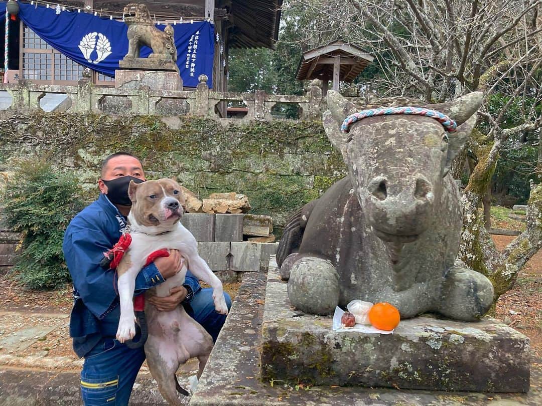 井上花実のインスタグラム：「丑年なので、子牛も一緒に初詣⛩🐮 : #jp🧔🏻近況」