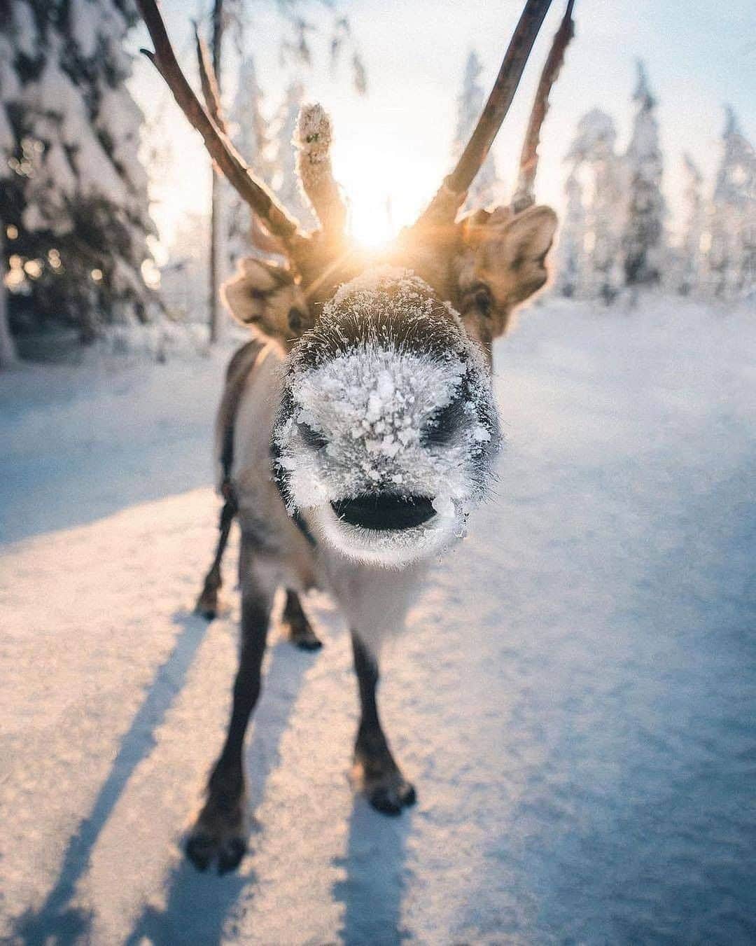 Discover Earthさんのインスタグラム写真 - (Discover EarthInstagram)「Let's begin the new year with the cutest picture of a reindeer! We hope you've enjoyed spending time with your loved ones, or that you've had at least a chance to spend some quiet time! What have you been up to?  #discoverfinland🇫🇮 with @braybraywoowoo  . . . .  #reindeer  #santa  #winter  #xmas  #love  #rudolph  #santaclaus  #snow  #family  #cute  #festive  #holidays  #art  #december  #lights  #holiday  #renifer  #christmastree  #christmas ​#finland ​#helsinki ​#suomi ​#visitfinland  #newyear  #happynewyear」1月2日 20時00分 - discoverearth