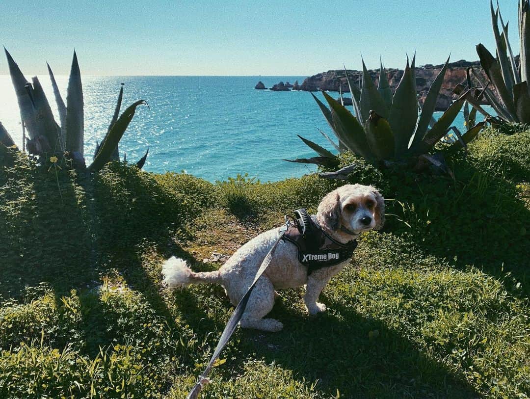 ジョディ・ウィリアムズのインスタグラム：「Xtreme Dog 🐕🤘🏽🧗🏽‍♀️」