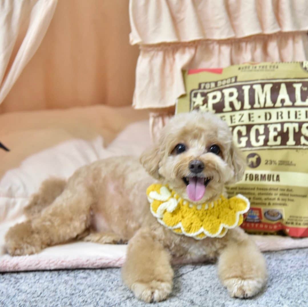 Truffle??松露?トリュフのインスタグラム：「📆(2Jan20) “Wishing all a happy & healthy 2021! 🎉 Grateful to have been kept strong and healthy with #primalpetfoods all these years and I look forward to yet another year of sumptuous and nutritious meals everyday with my fav primal! #b2kpet #trufflenb2k」