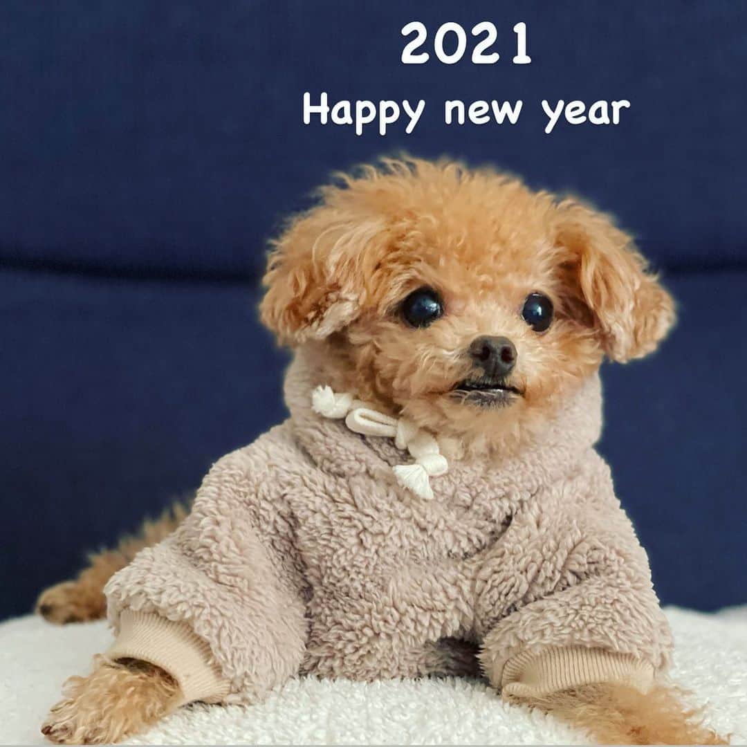 ふわのインスタグラム：「あけましておめでとうございます☺︎  皆さまにとって 幸多き年でありますよーに…  #toypoodle#toypoodlegram#dogsofinstagram#doglover#doglife#instadog#dog#fuwamama#ふわもこのふわ#トイプードル#ふわもこ部#犬バカ部#親バカ部#犬のいる暮らし#いぬすたぐらむ#2021#今年も宜しくお願い致します」