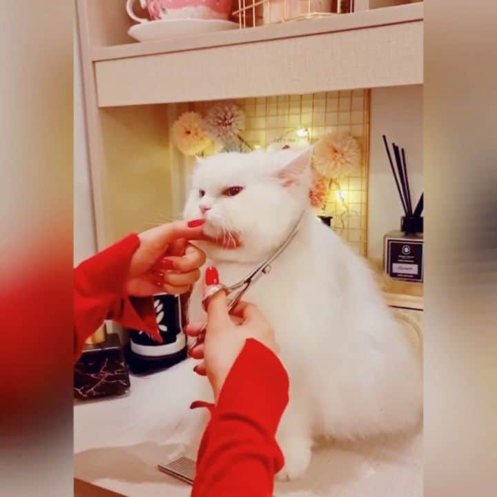 Kenshin & Chloeyのインスタグラム：「💇‍♀️ Happy first  #caturday of the year everyone ❤😃 #furcutday」