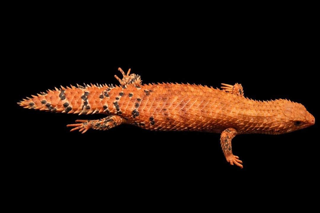 Joel Sartoreさんのインスタグラム写真 - (Joel SartoreInstagram)「The Eastern Pilbara spiny-tailed skink belongs to a genus of skinks found in Australia. Fossil evidence suggests that members of this genus lived during the Miocene, up to 20 million years ago. An ancient and intelligent species, these skinks are able to distinguish between relatives and non-relatives, and can even recognize specific individuals, likely through pheromone cues. Photo taken @sanantoniozoo with a @nikonusa D4. #skink #spinytailed #ancient #miocene #australia #smart #PhotoArk #savetogether #nikonambassador」1月2日 20時28分 - joelsartore