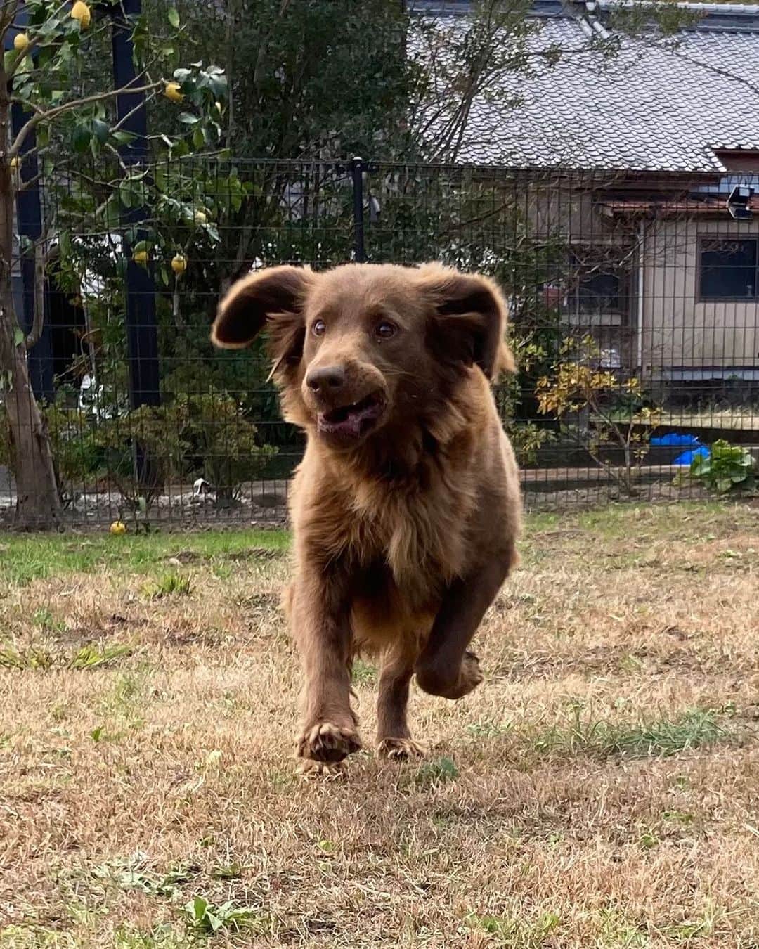 ANNA のインスタグラム：「My Baby🦮🦴💛・ ・ ・  #flatcoatedretriever #summer #doglife #フラットコーテッドレトリバー #サマー #jump」