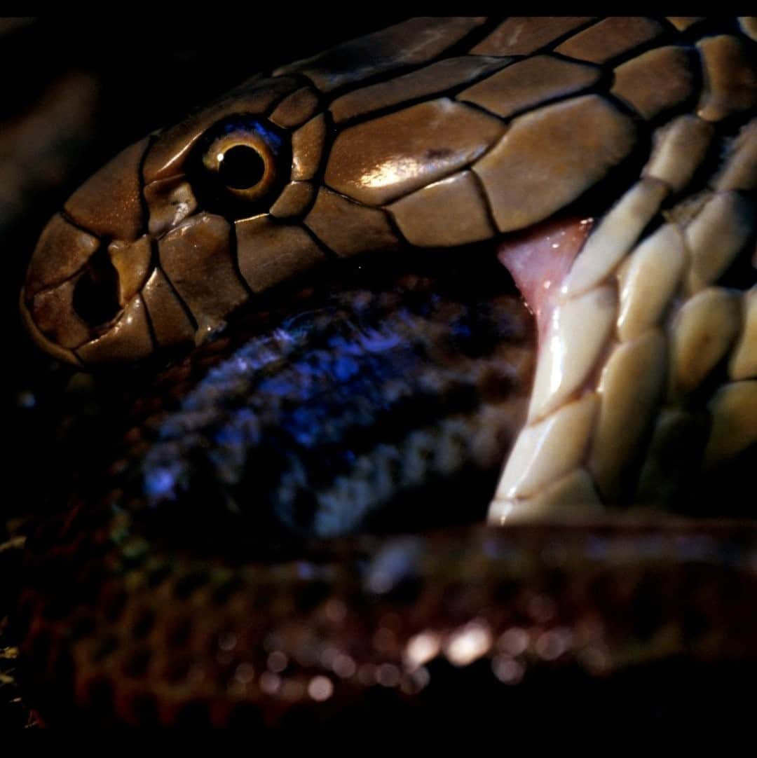 ナショナルジオグラフィックさんのインスタグラム写真 - (ナショナルジオグラフィックInstagram)「Photo by @mattiasklumofficial / The king cobra, our world’s longest venomous snake, photographed on assignment for @natgeo in Malaysian Borneo. This magnificent snake can grow to nearly 6 meters (19 feet) and feeds almost exclusively on other snakes. In this picture an adult king is devouring some kind of water snake inches away from my camera. Please go to @mattiasklumofficial for more of my images and films from around the world. #kingcobra #asia #cobra #borneo #venom」1月2日 20時38分 - natgeo