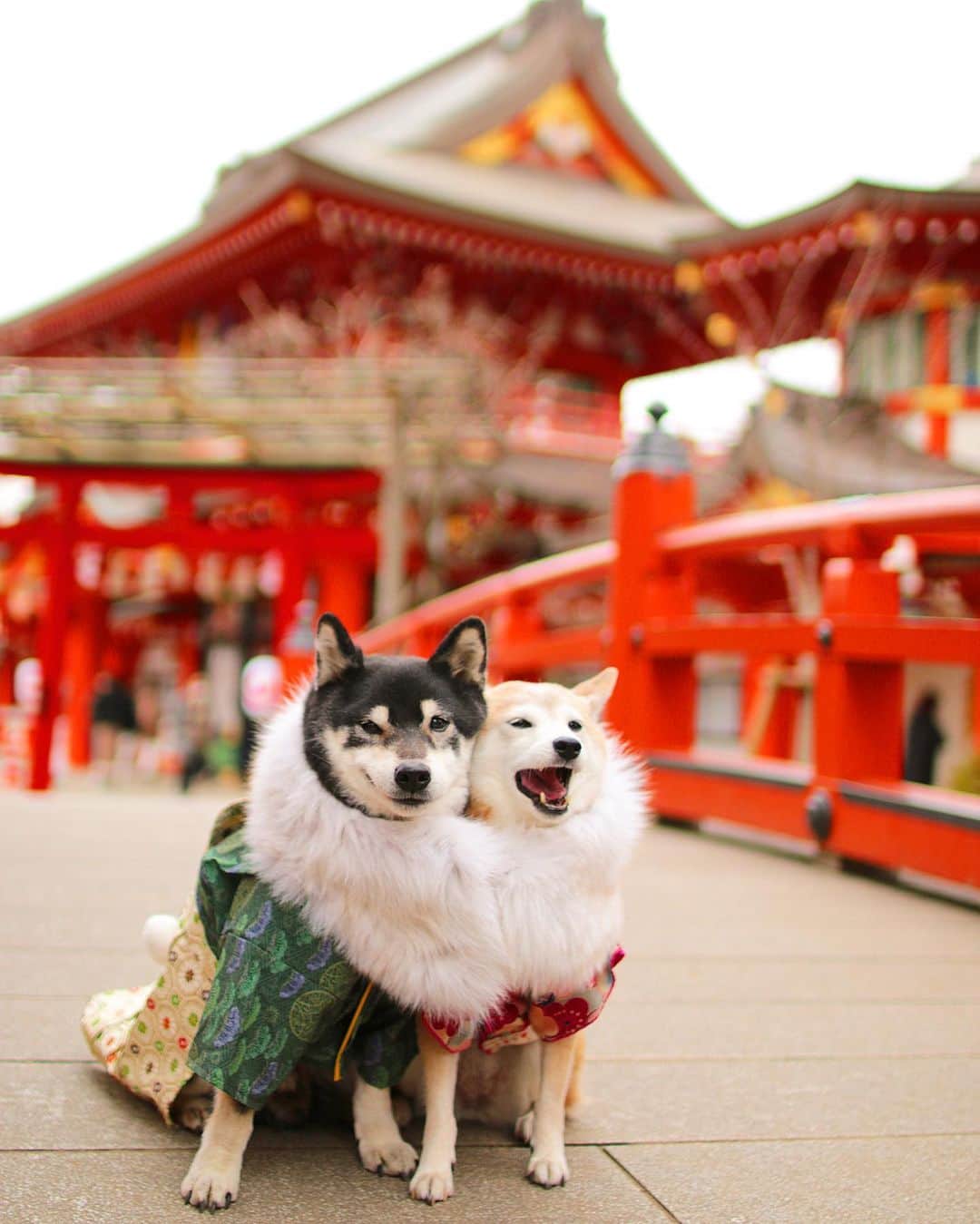 柴犬 けんしろう ゆりあのインスタグラム：「🐶⛩🐶  けんゆり狛犬さんのまねっこ 「阿」はじまりから「吽」おわりまで 2021年良い年にしようね🥰 けんゆりより . . いや〜けんゆりもふもふ寝正月最高でした♡ 明日から仕事はじめ、社会復帰できるかな😂 けんちゃん、ゆりぃお留守番はじめ 阿吽の呼吸でひとつよろしくね！ . . 【チャリカレと一緒】 本日は北海道の虎輝くん @gomashiba_kotetsu を ストーリーズでご紹介させて頂きました❤️ . . #happynewyear #2021 . . Location:Chiba(2020年1月撮影) ※現在こちらの神社はペット撮影禁止です」