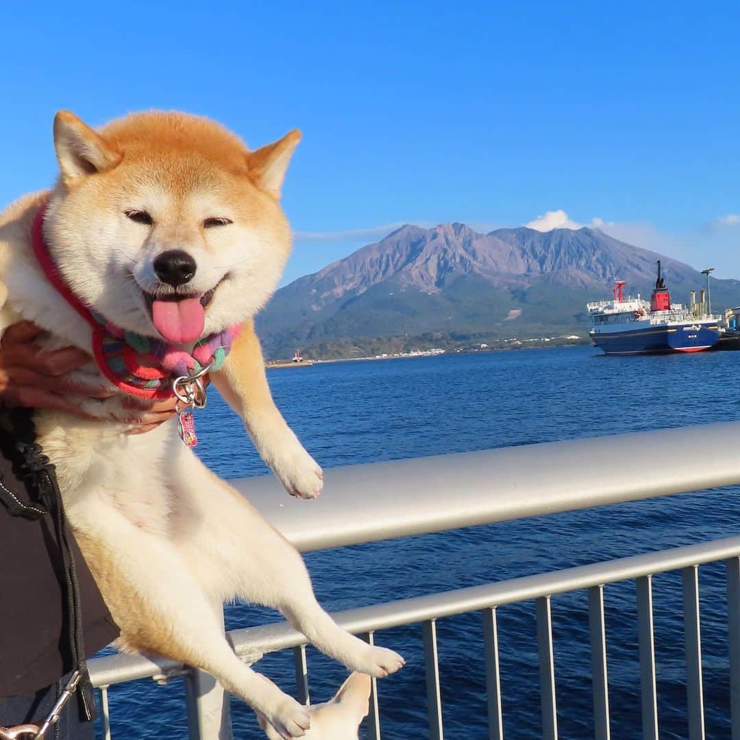 柴犬ハル&保護犬すずのインスタグラム