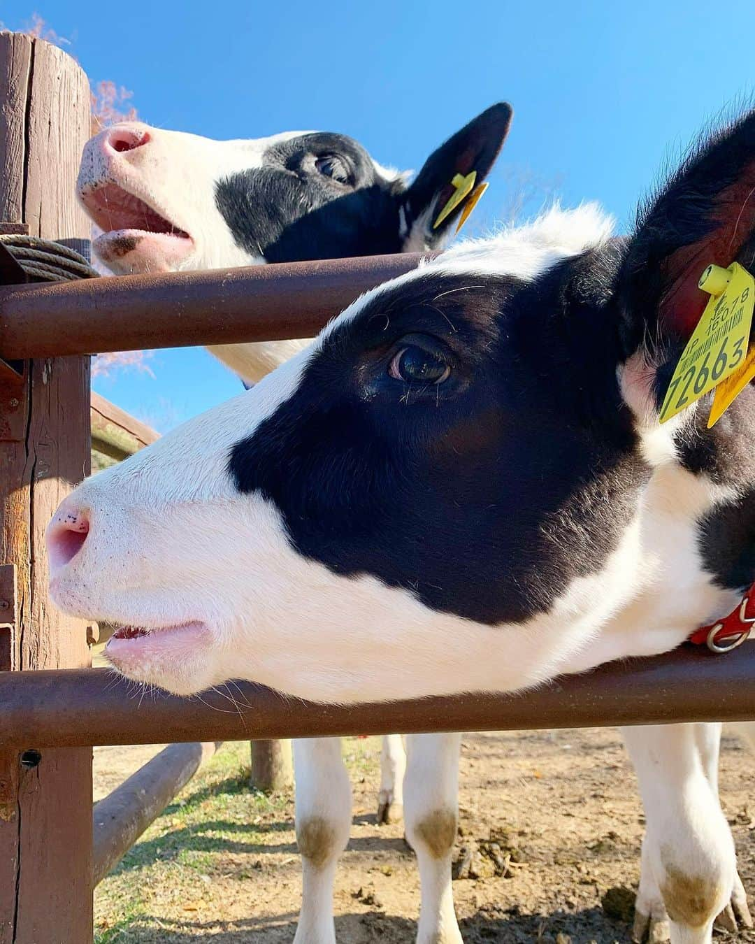 林田雪菜さんのインスタグラム写真 - (林田雪菜Instagram)「うし🐮 ダブルでモ〜の瞬間🐄 かわいいよねー、癒されるよねー♡  #阿蘇ミルク牧場 #年末の中継でお世話になりました #生後5ヶ月 #牛さん #お顔そっくり #おかわ #空き時間たくさん写真撮りました #丑年 #2021年 #良い天気でした」1月2日 21時05分 - hayashidayukina