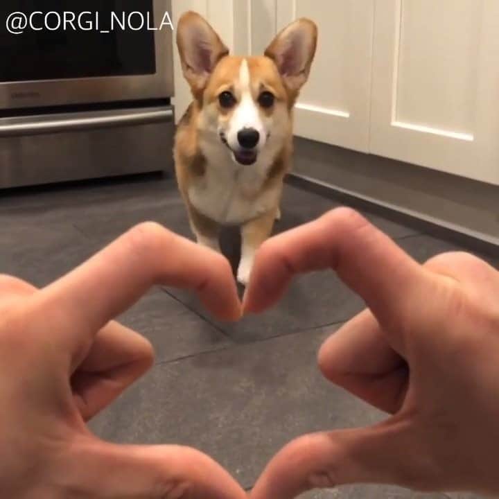 のインスタグラム：「What love is all about 💛 - 📹 @corgi_nola - #barked #dog #doggo #Corgi」