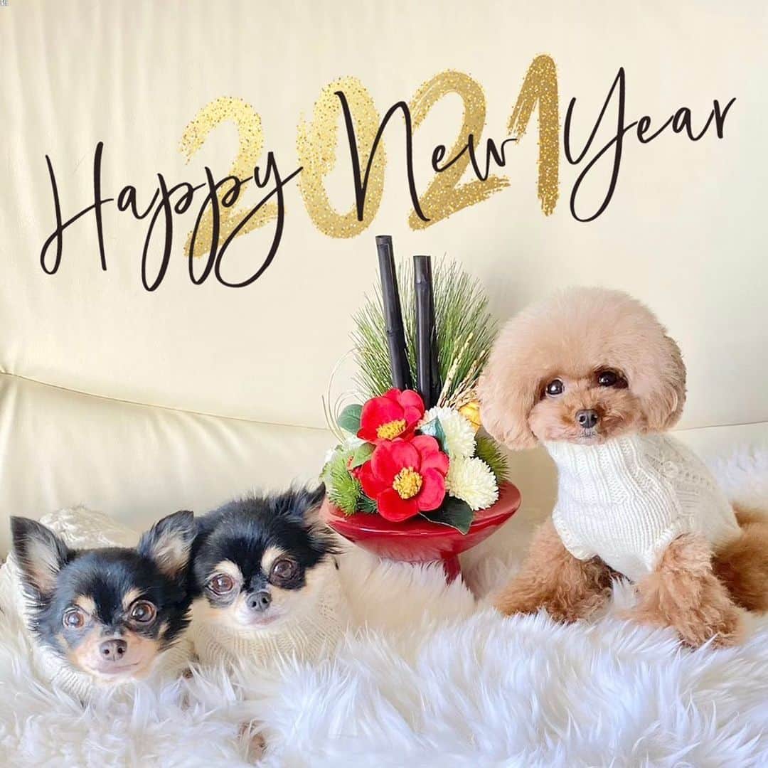 ショコラ❤︎あずき❤︎パンナのインスタグラム：「・ 新年あけましておめでとうございます🎍 2021年は明るい年になります様、楽しい動画がお届けできるといいなと思っています✨✨ 今年も何卒宜しくお願いいたします🙇‍♀️✨✨ ・ ・ 3ワンの元旦の朝の動画をYouTubeにupしたので、よかったら見て下さい🙇‍♀️😉 ・ #トイプードル #プードル #トイプー #チワワ #わんこ #犬 #愛犬 #いぬすたぐらむ #犬バカ部 #いぬばか部 #いぬのいる暮らし #toypoodle #poodle #chihuahua #dog #dogs #cutedog #dogstagram #あずしょこぱん #パンナ」